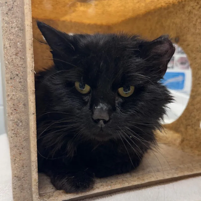An adult large-sized male Black Domestic Long Hair cat named Asada for adoption in West Olive, MI