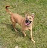 A young medium-sized female Yellow / Tan / Blond / Fawn German Shepherd Dog dog named Abby for adoption in Justin, TX