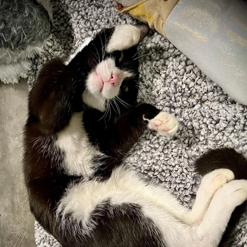 An adult medium-sized male Black Domestic Short Hair cat named Orbit for adoption in Westhampton, NY