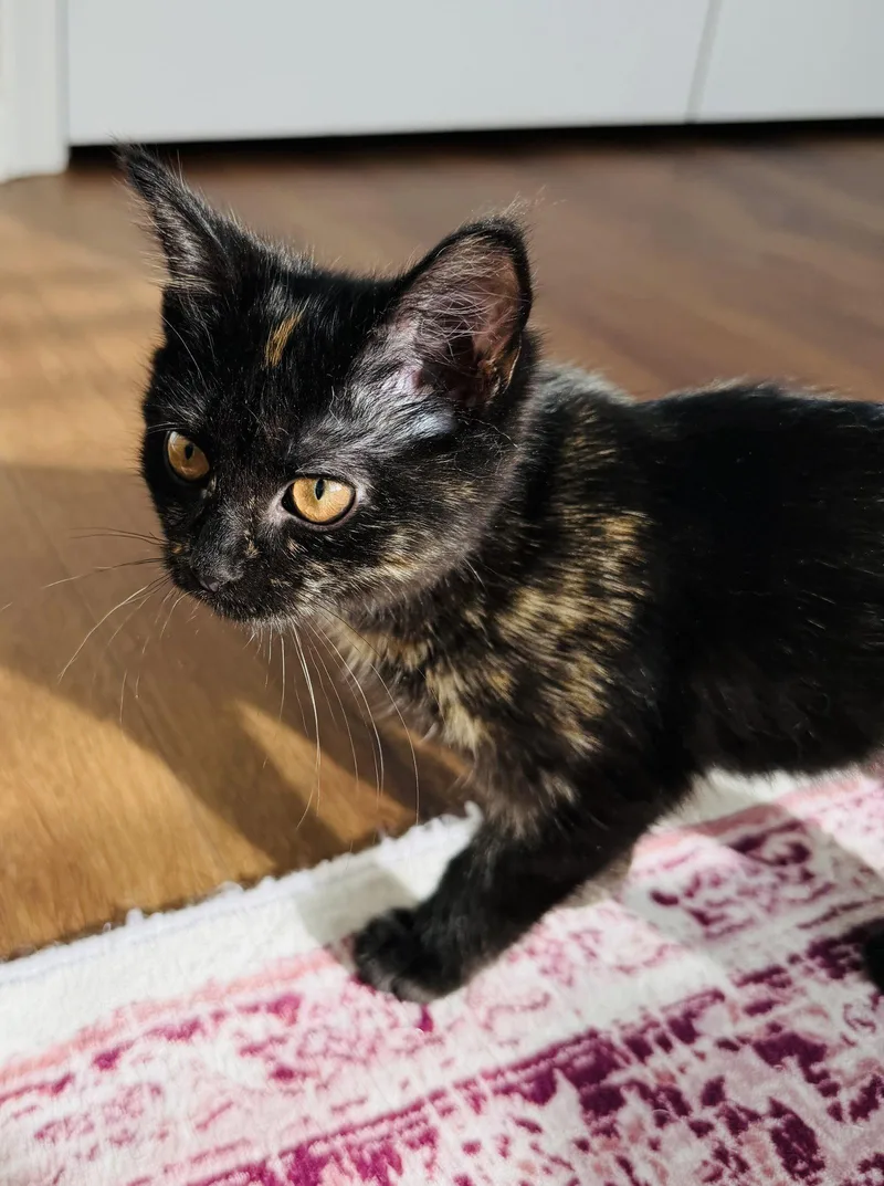 A baby medium-sized female Tortoiseshell cat named Hot Pot for adoption in Georgetown, KY