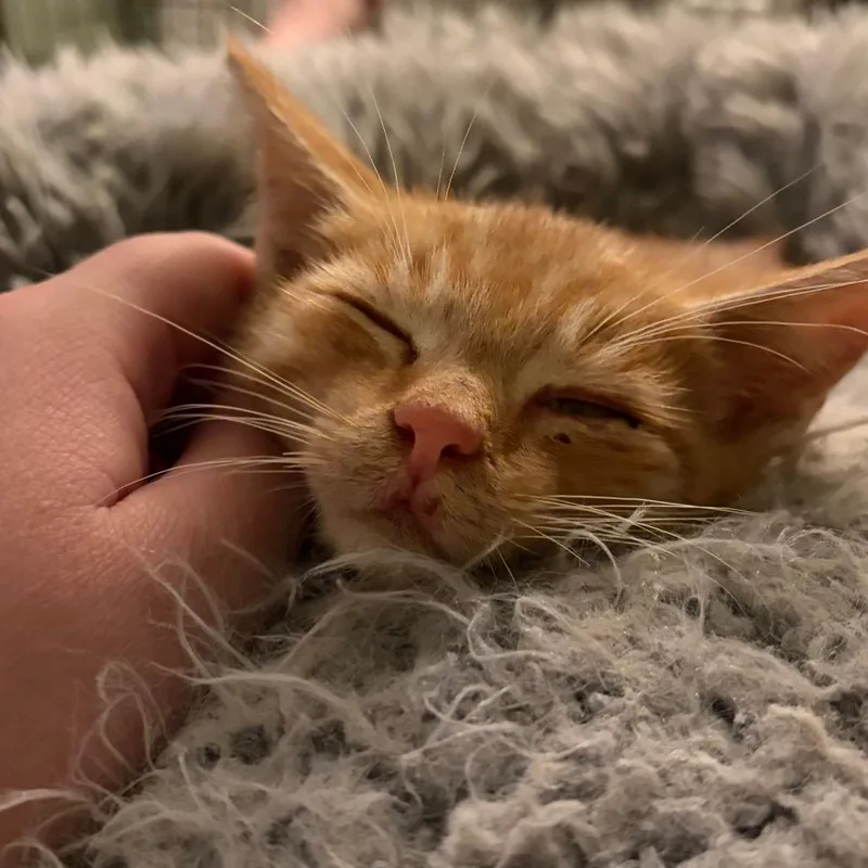 A baby small-sized male Orange / Red Domestic Short Hair cat named Cheddar Bob for adoption in Grand Rapids, MI
