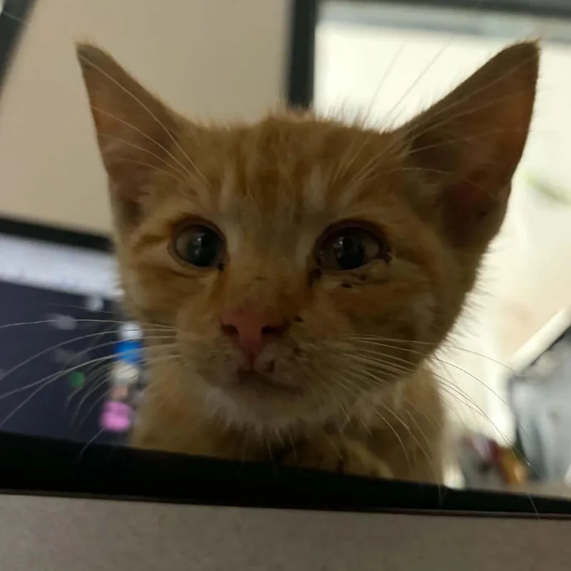 Cheddar Bob thumbnail 3