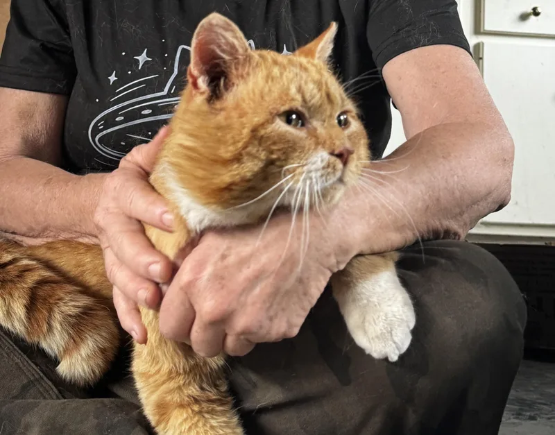 An adult medium-sized male Orange & White Domestic Short Hair cat named Simon for adoption in Louisville, KY