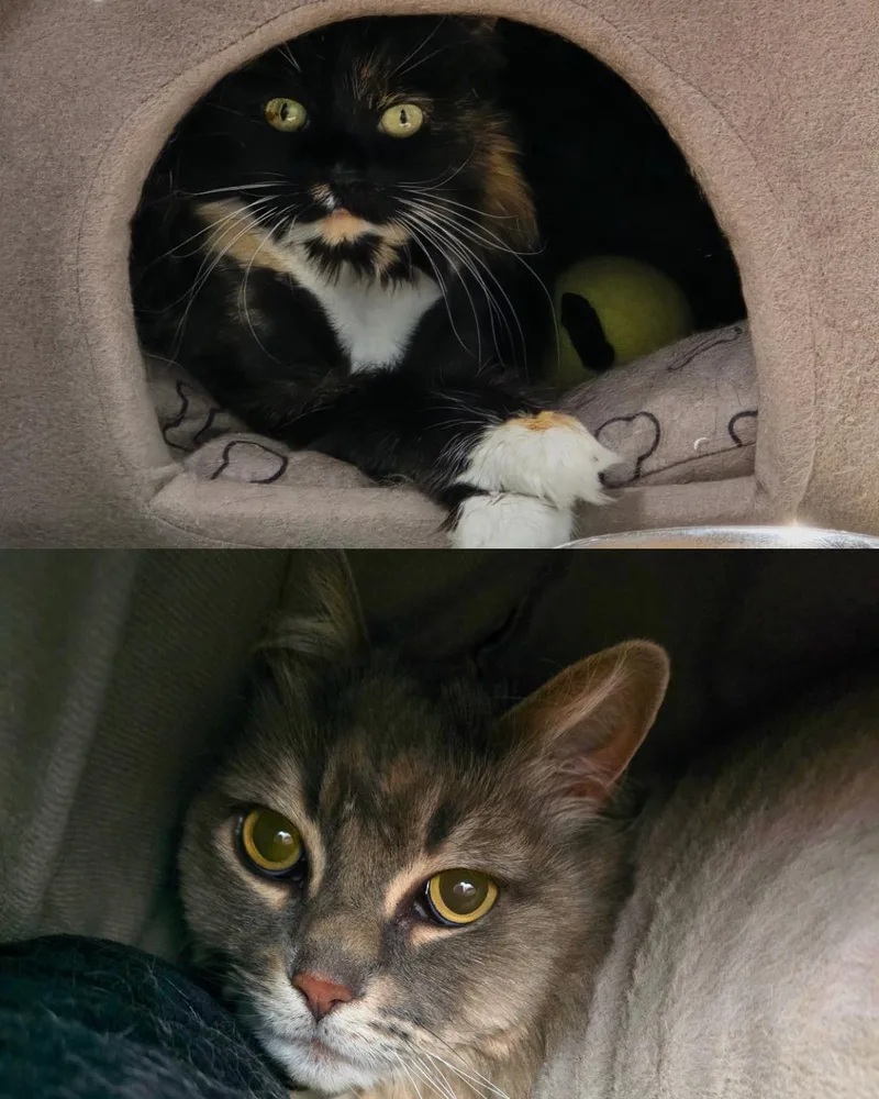 Nova