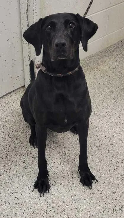 An adult large-sized female Labrador Retriever dog named Molly for adoption in Kansas City, MO