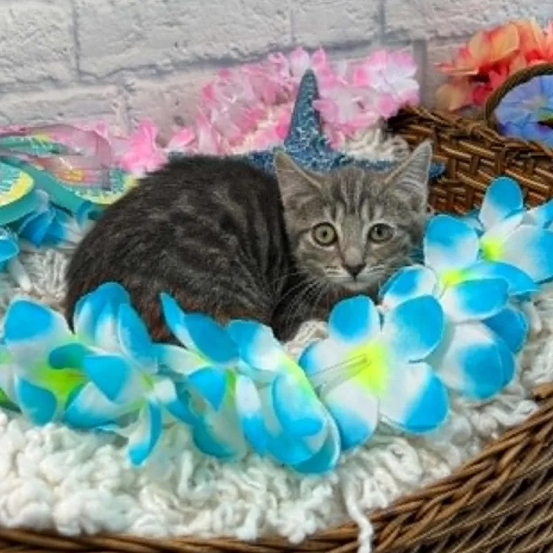 A baby small-sized female Gray / Blue / Silver Domestic Short Hair cat named June for adoption in Harrisonburg, VA