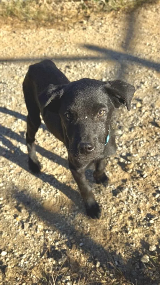 A baby large-sized male Black Labrador Retriever dog named Cobalt for adoption in Canton, GA