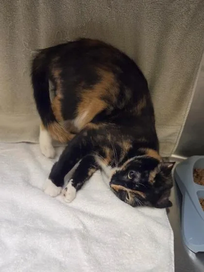 A young medium-sized female Domestic Short Hair cat named Luna for adoption in Westland, MI