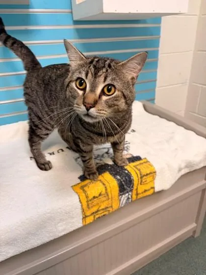 An adult medium-sized male Domestic Short Hair cat named Keta for adoption in Fairfax, VA
