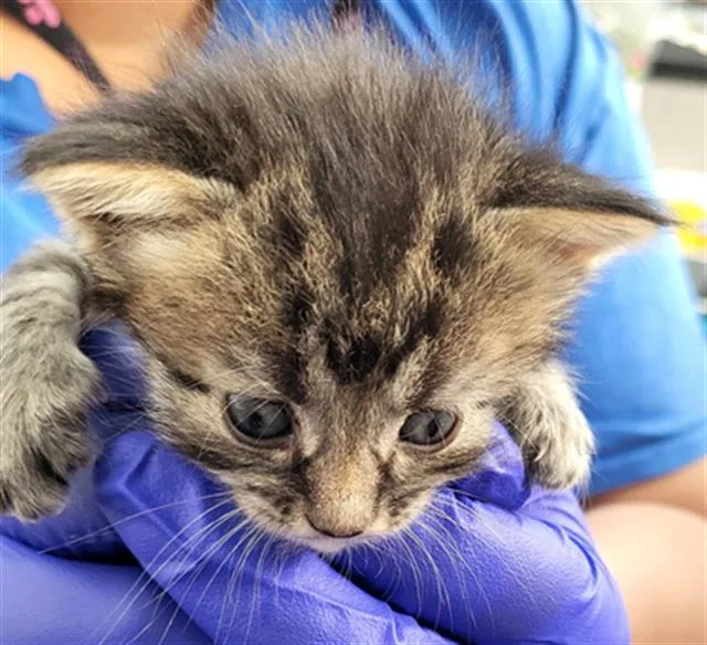 A baby medium-sized female Domestic Short Hair cat named Bo Peep for adoption in Dallas, TX