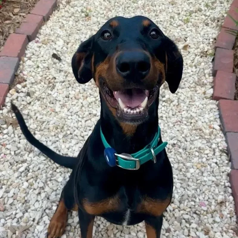 A young large-sized female Black Doberman Pinscher dog named Violet for adoption in Polk, OH