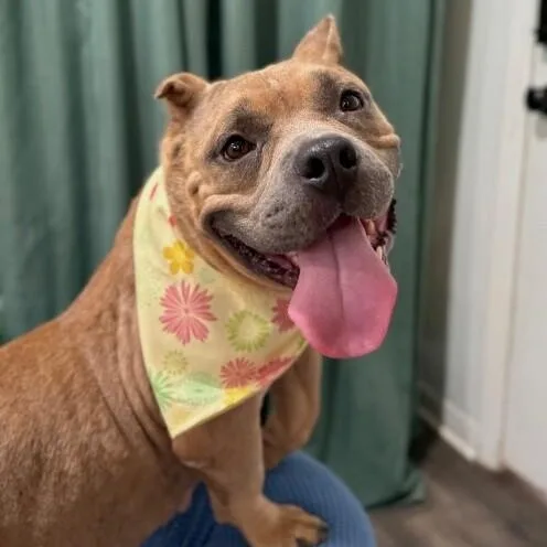 An adult medium-sized female Apricot / Beige American Staffordshire Terrier dog named Peggy Princess The Squishy for adoption in Friendswood, TX