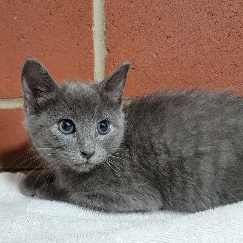 A baby small-sized female Gray / Blue / Silver Domestic Short Hair cat named Audrey for adoption in Cabot, AR