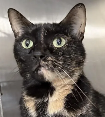 An adult medium-sized female Domestic Short Hair cat named Peaches for adoption in Venice, FL