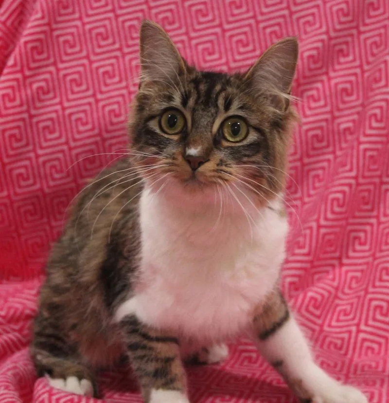 A baby medium-sized female Domestic Long Hair cat named Dandelion for adoption in Vacaville, CA