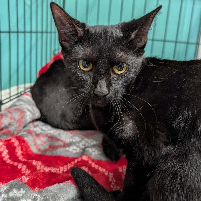 A young small-sized female Black Domestic Short Hair cat named Violet for adoption in Jefferson city, TN