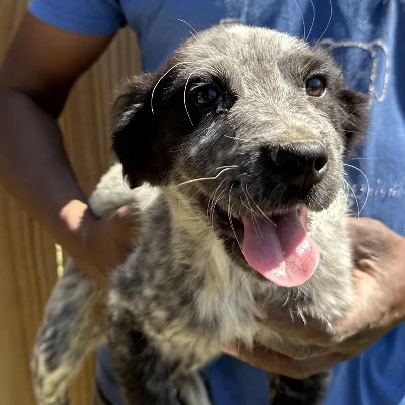 Scone  Local April thumbnail 2