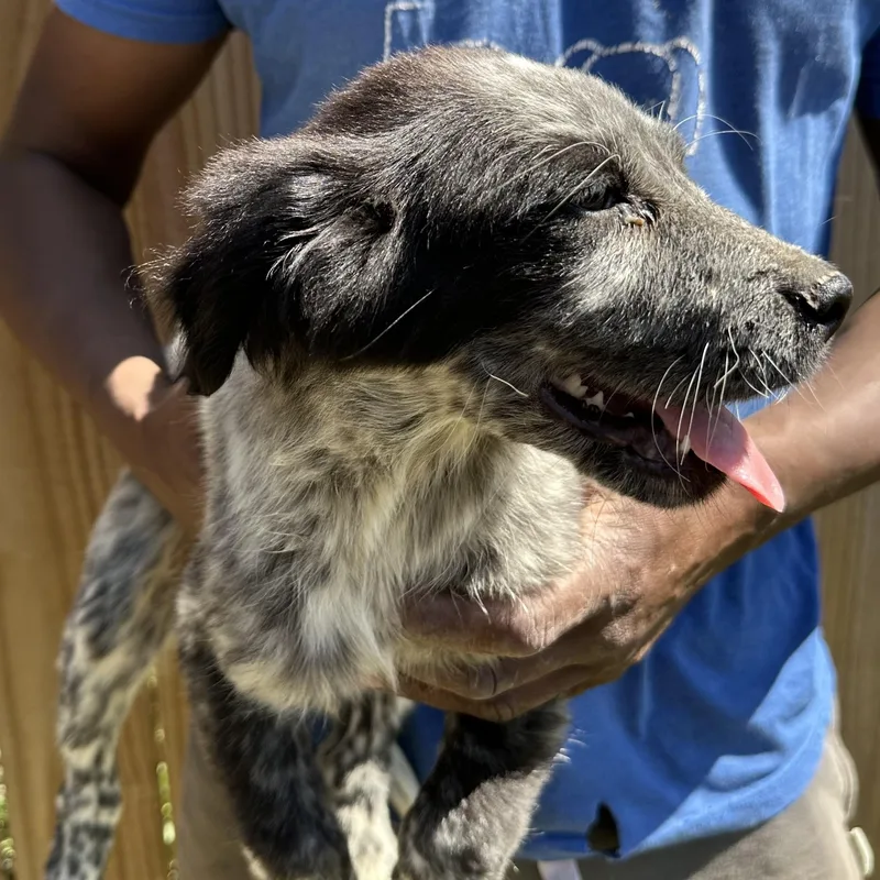 Scone  Local April thumbnail 3