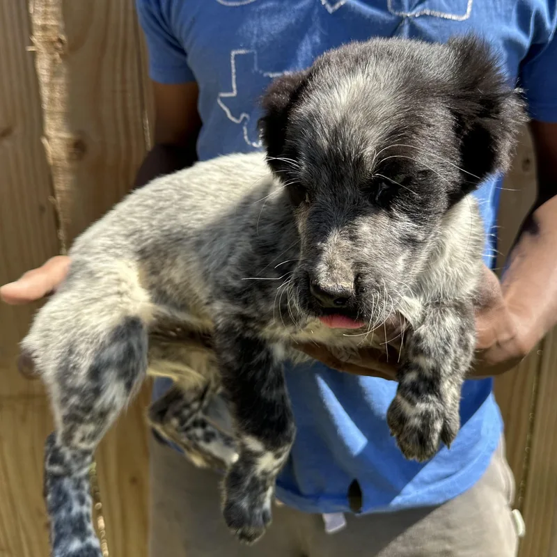 Scone  Local April thumbnail 4