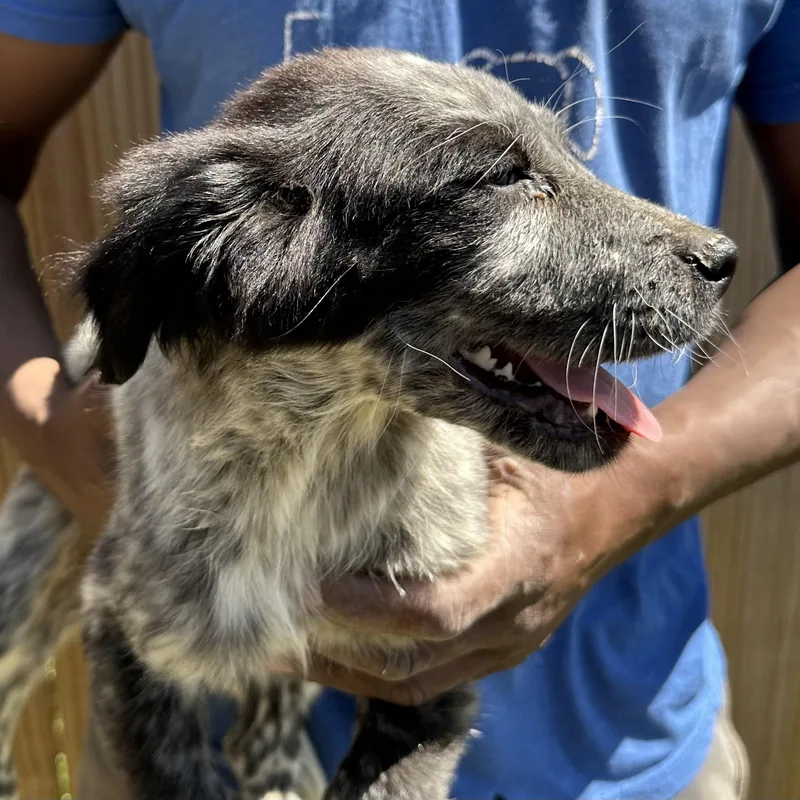 Scone  Local April thumbnail 5