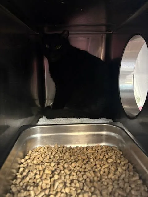 An adult medium-sized female Domestic Short Hair cat named Bornite for adoption in Jacksonville, FL