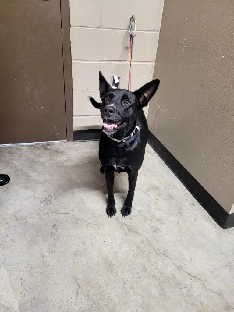 An adult large-sized female Pit Bull Terrier dog named Barbie for adoption in Huntsville, TX
