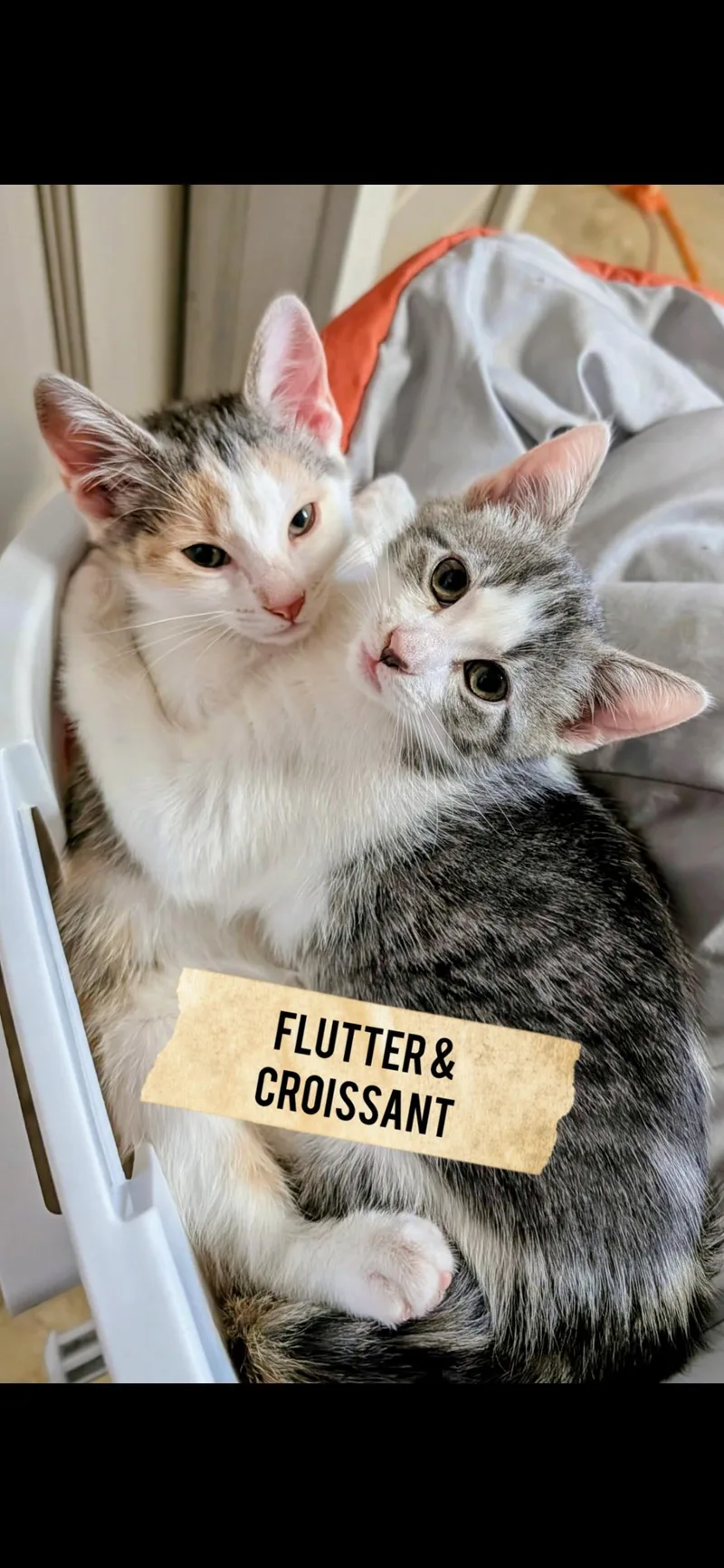 A baby medium-sized female Dilute Calico Domestic Short Hair cat named Grey and white crewfemales for adoption in Moline, IL