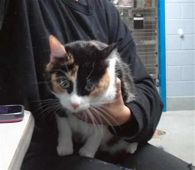 An adult medium-sized female Domestic Short Hair cat named Yoonji for adoption in Albuquerque, NM