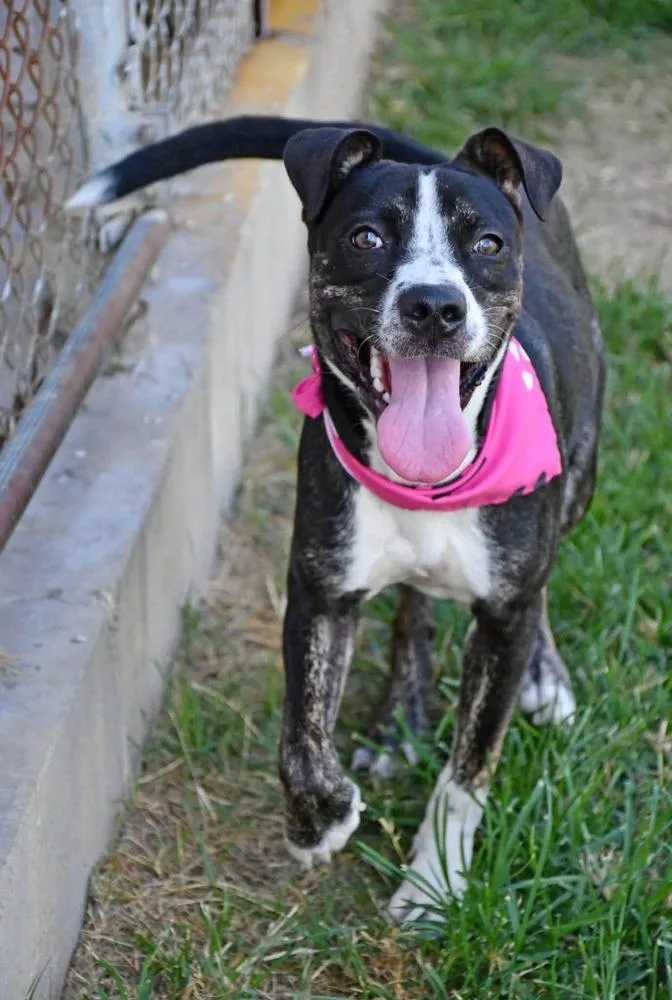 A young medium-sized female Pit Bull Terrier dog named Madeline A for adoption in Silsbee, TX