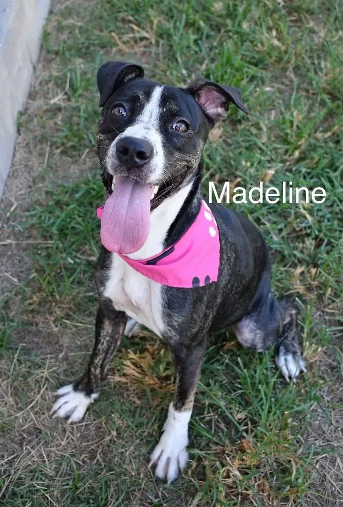 Madeline A thumbnail 4
