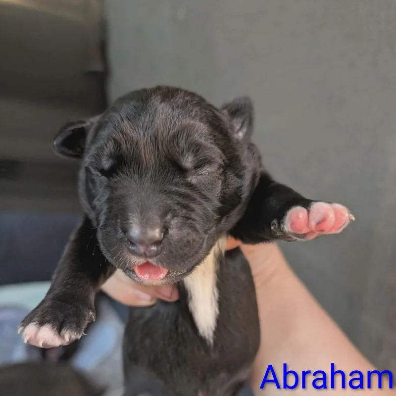 A baby small-sized male Black Mixed Breed dog named Abraham for adoption in Melbourne, KY