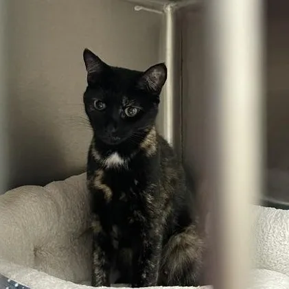 A young medium-sized female Black Tortoiseshell cat named Reese for adoption in Attleboro, MA