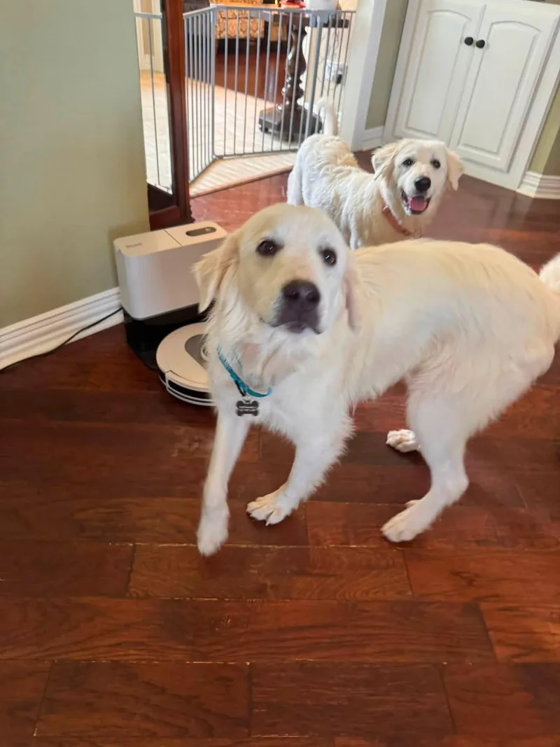 A young large-sized male Great Pyrenees dog named Sam for adoption in Keller, TX