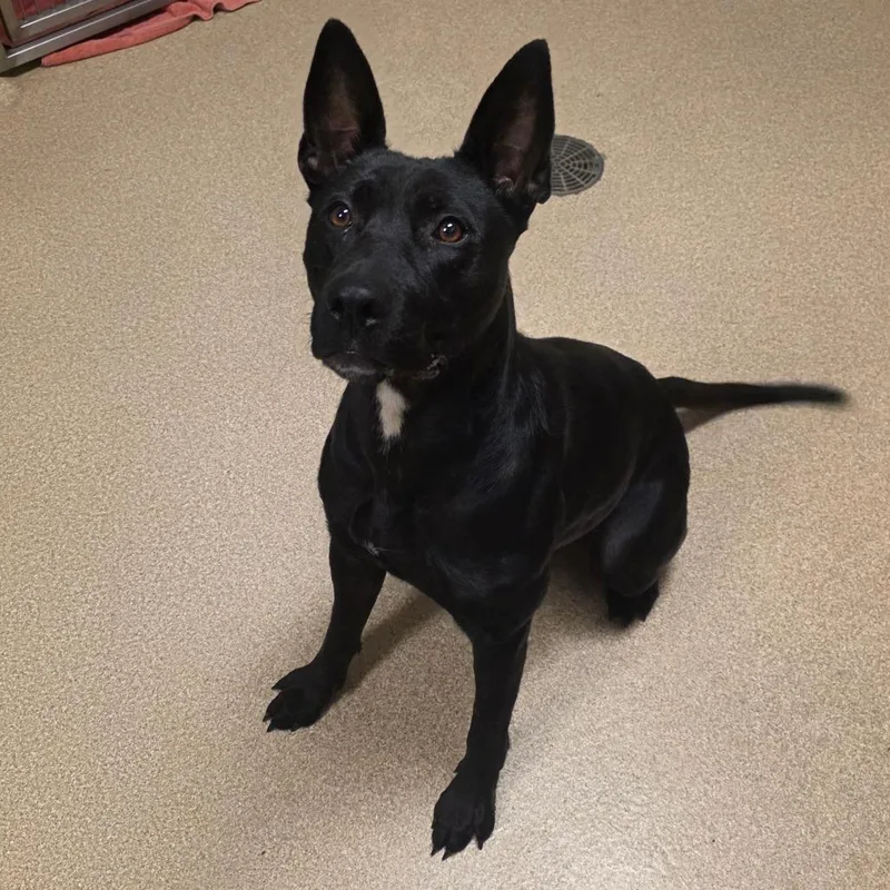 A young medium-sized female Black Labrador Retriever dog named Mantis for adoption in Bristol, IN
