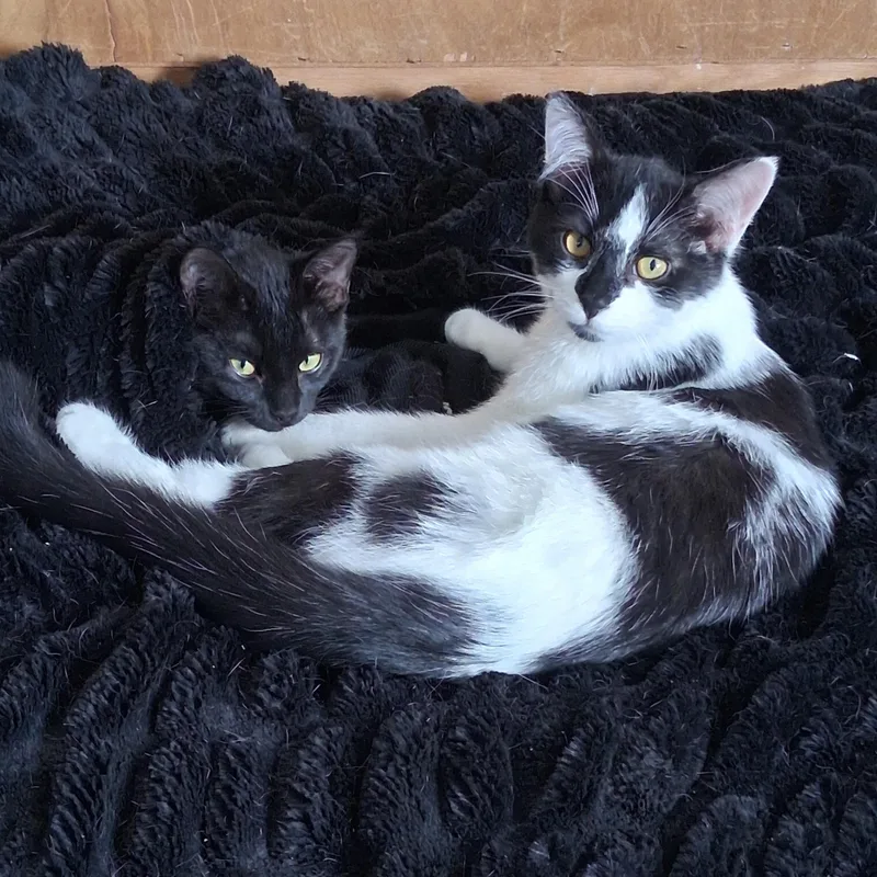 Tasha & Rykerbonded Pair thumbnail 2