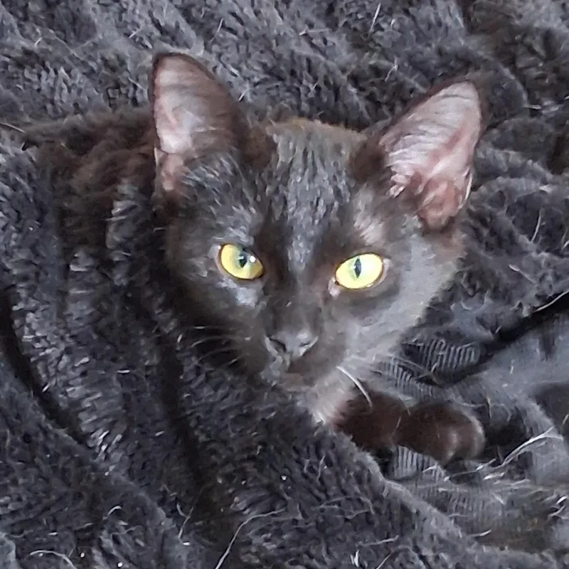 Tasha & Rykerbonded Pair