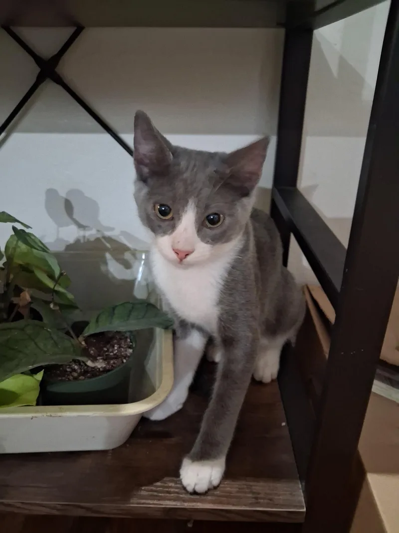 A baby small-sized female Domestic Short Hair cat named Mystic for adoption in Rio Linda, CA