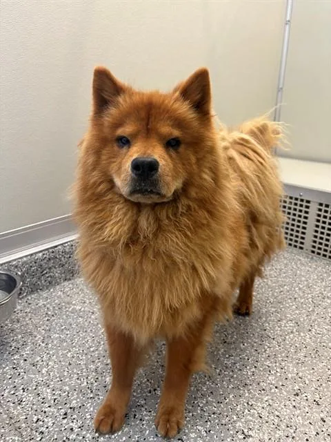 An adult medium-sized female Chow Chow dog named Gretchen for adoption in Forney, TX