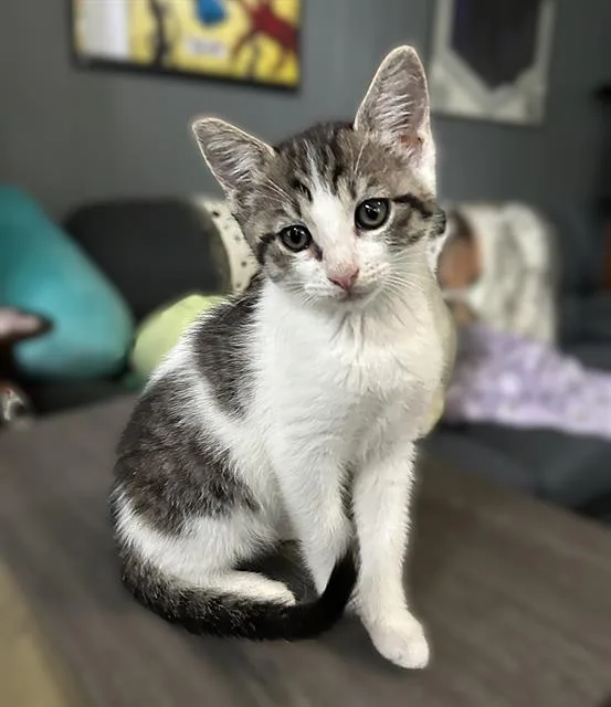 A baby small-sized male Domestic Short Hair cat named Obiwan Kenobi for adoption in Sacramento, CA