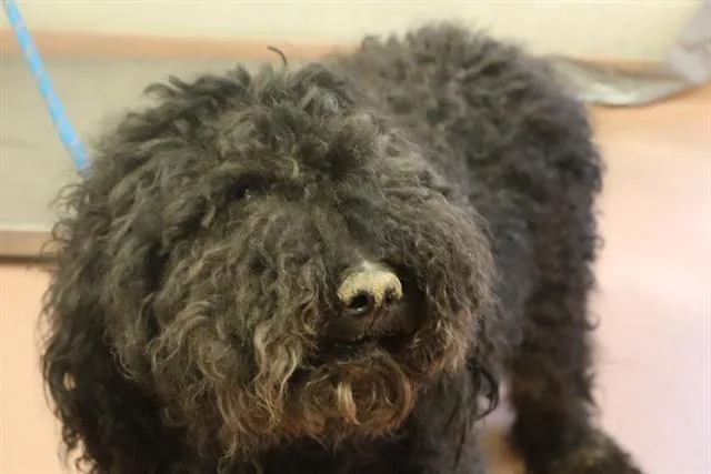 An adult large-sized male Mixed Breed dog named Kaine for adoption in Columbia, SC