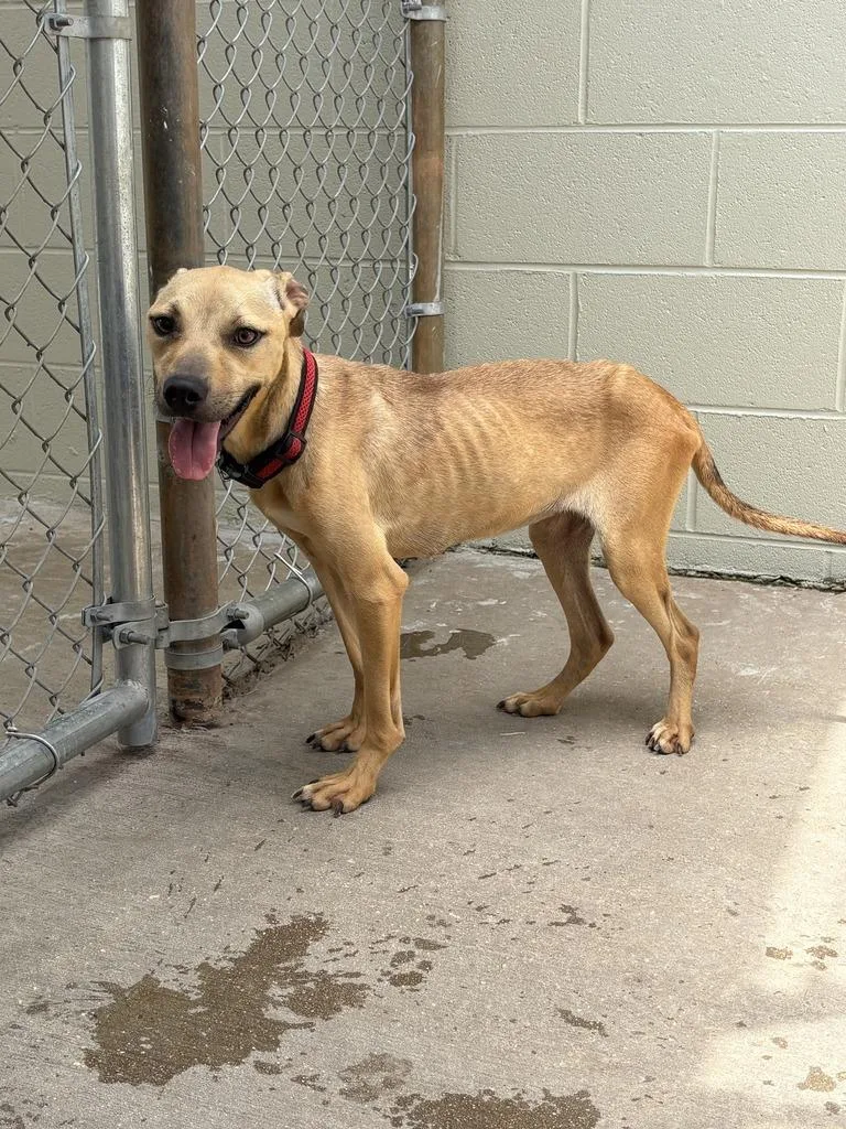 A baby medium-sized female Pit Bull Terrier dog named Bibi for adoption in Athens, AL