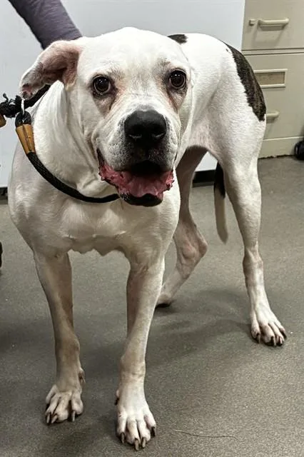 An adult large-sized female American Bulldog dog named Apple for adoption in Upper Marlboro, MD