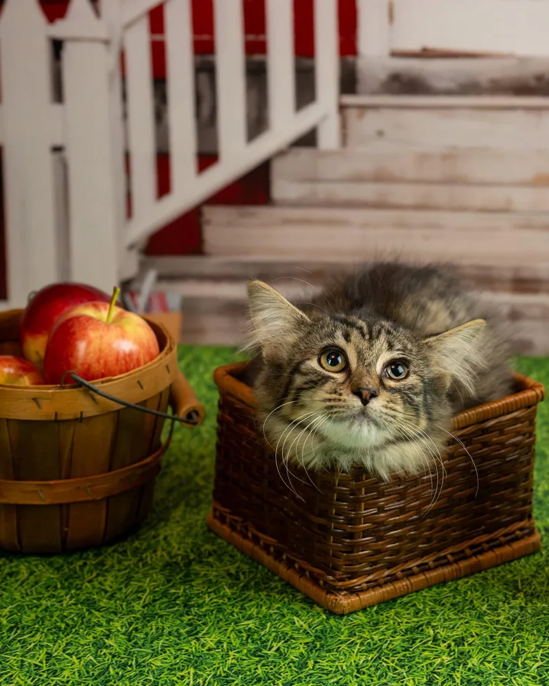 A baby small-sized female Domestic Medium Hair cat named Sweeney for adoption in Lapeer, MI