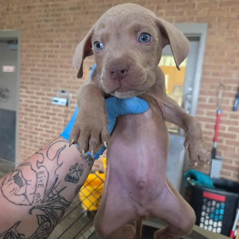 A baby small-sized male Pit Bull Terrier dog named Peanut for adoption in Birmingham, AL