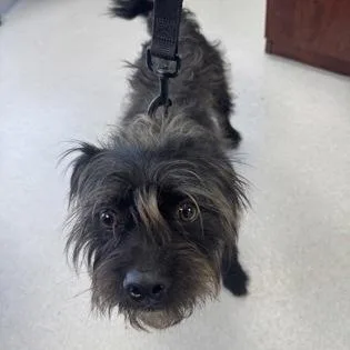 A young medium-sized male Gray / Blue / Silver Affenpinscher dog named Aad Upcoming Arrival!  for adoption in Armonk, NY