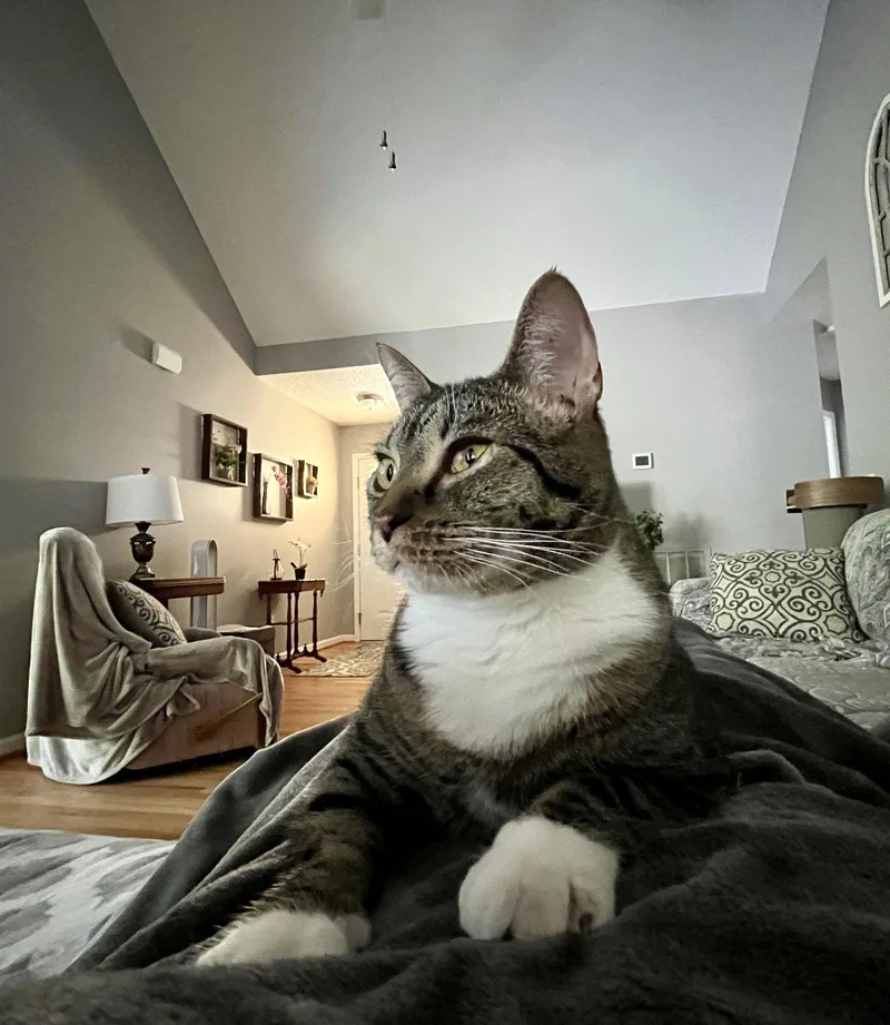 Carbonara thumbnail 2