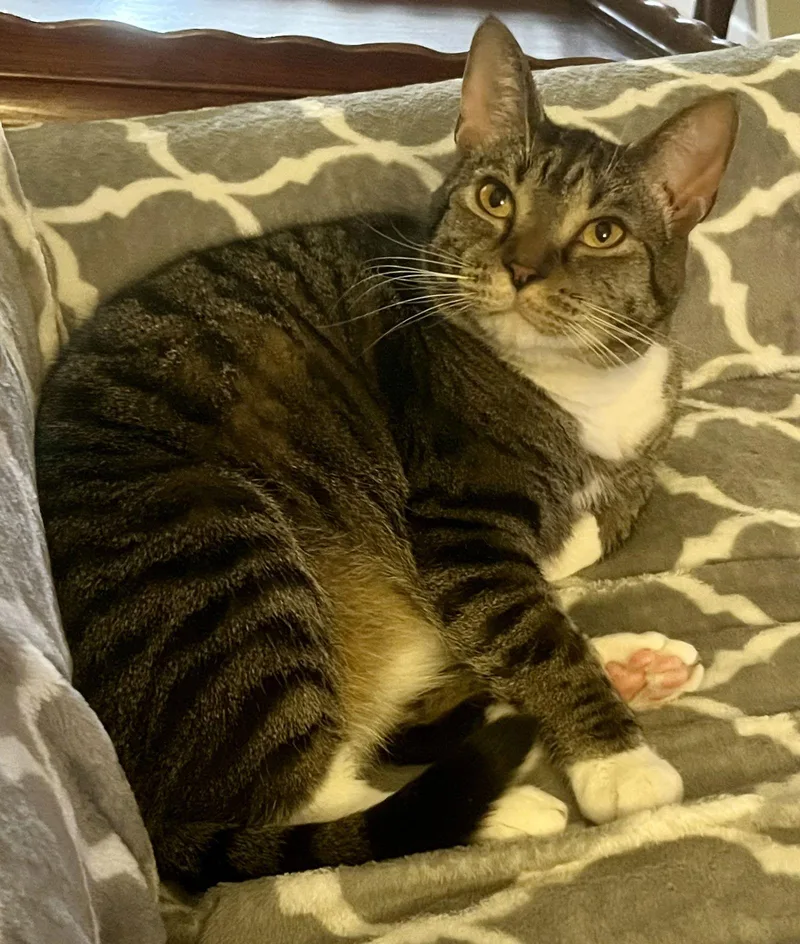 Carbonara thumbnail 3