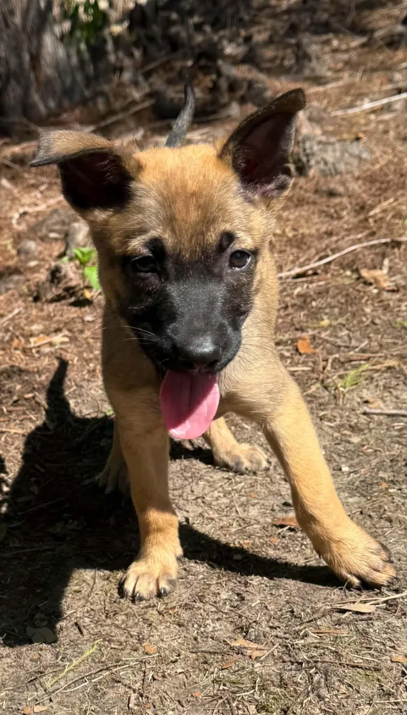 A baby medium-sized female Brown / Chocolate German Shepherd Dog dog named Ava Claire for adoption in Southington, CT