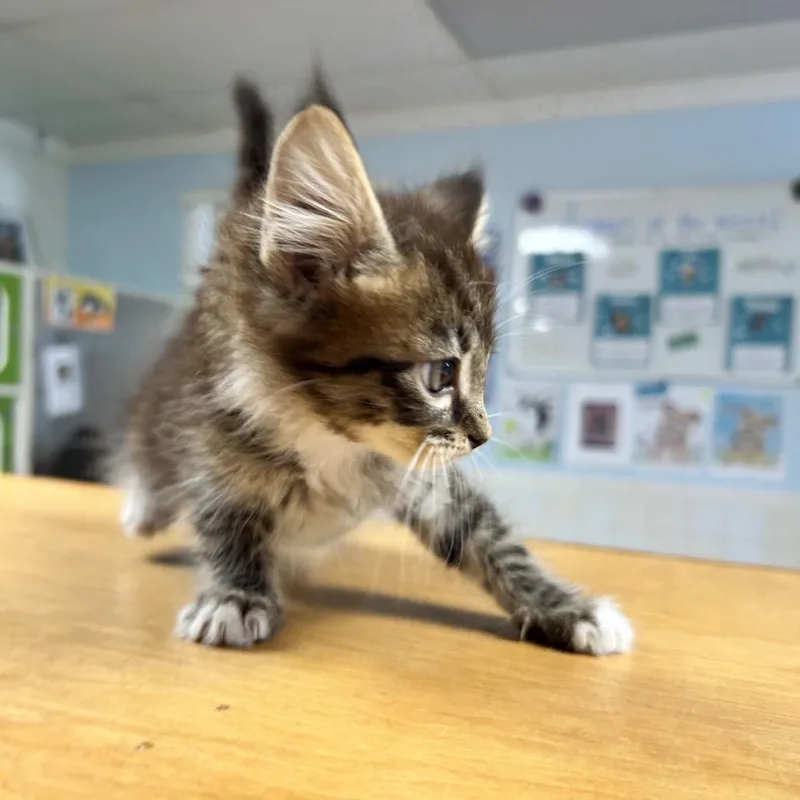 A baby small-sized female Brown / Chocolate Domestic Short Hair cat named Marie for adoption in Newport, NC