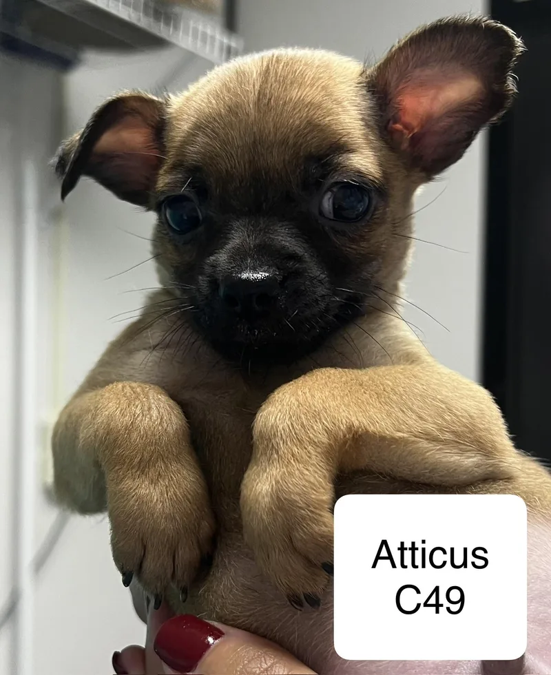 Atticus